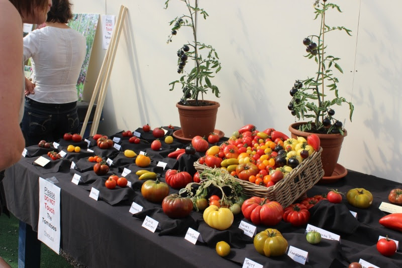 Some of the almost 100 varieties on display at the Totally Terrific Tomato Festival in 2012. At the back in pots are plants of the famous 'Indigo Rose' black tomato. Some of the almost 100 varieties on display at the Totally Terrific Tomato Festival in 2012. At the back in pots are plants of the famous 'Indigo Rose' black tomato.