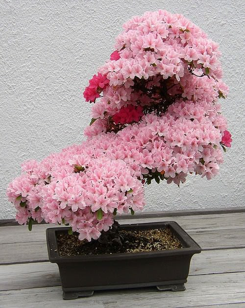 cây bonsai
