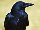 Young ravens' brain power akin to that of adult apes