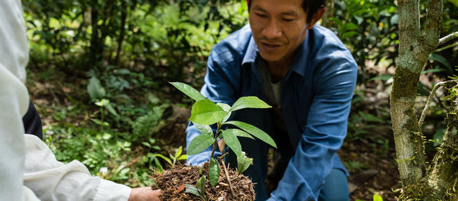 Un homme tient dans ses mains une pousse de la plante médicinale Brunfelsia grandiflor, qu’il va planter dans la forêt amazonienne