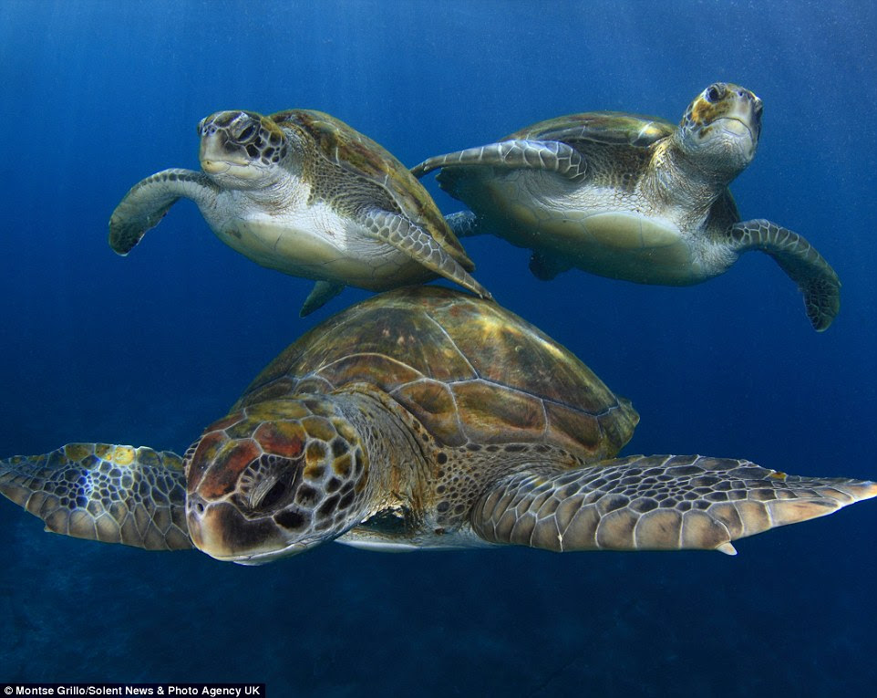 Green turtles, which are common in Tenerife, can grow up to 1.5m and can weigh up to 190kg. Mating occurs every two to four years