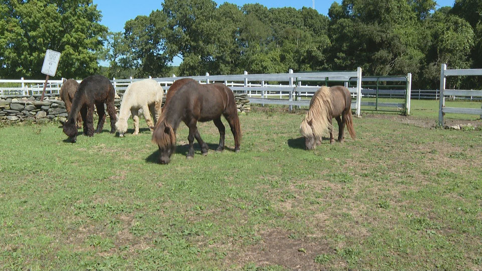  West Place Animal Sanctuary opens gates to public for second visitors' weekend this year