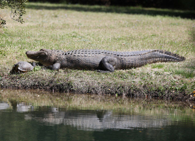 Amazing Friendship Between Reptiles