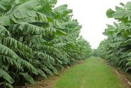 Jordan Valley Cloned Bananas