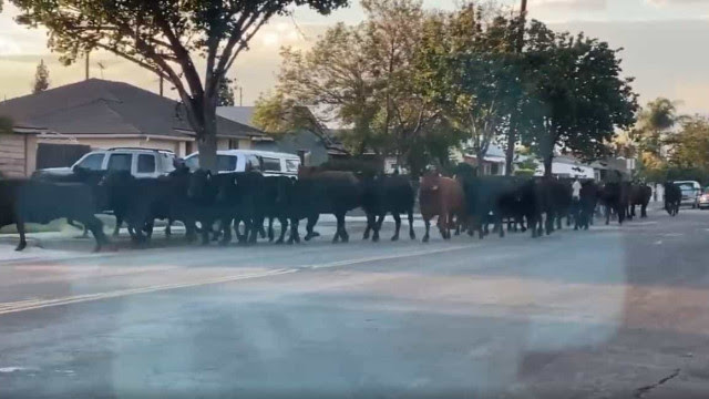 Dezenas de vacas escapam de matadouro e causam pânico em Los Angeles