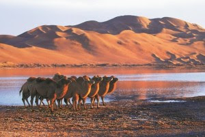 Camellos en el lago Bagadavs en el desierto Tengger, Foto TUMUR-FOR CHINA DAILY