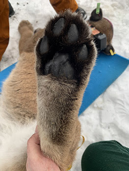 A close-up image of a cougar's paw is shown.