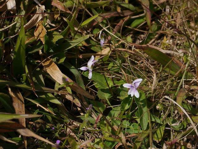 Viola ¿ betonicifolia ?