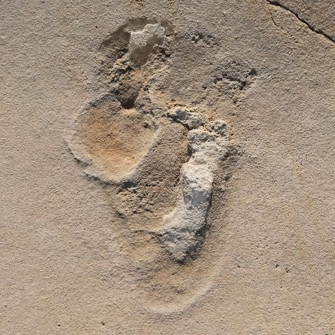 Humans in Crete 5.7 Million Years Ago?  Fossil Footprints Put Evolutionary Narrative in Question