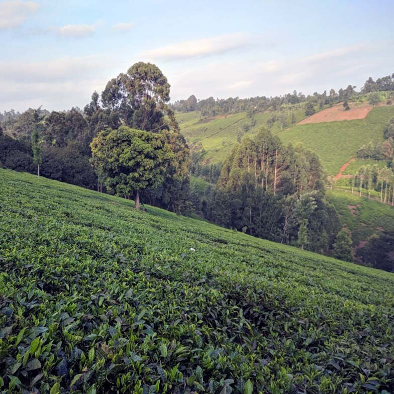mt kenya coffee farm hillside angel trees downhill leaves everywhere gorgeous tea.jpg