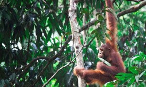 Los orangutanes de Borneo se encuetran en riesgo de extinción.