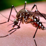 16744-close-up-of-a-mosquito-feeding-on-blood-pv-1