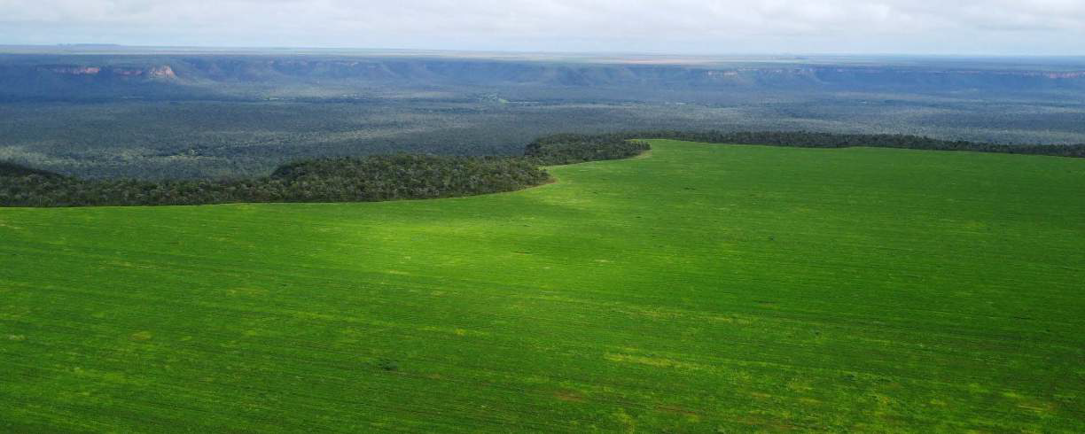 Imagem aérea mostra área desmatada pela Bunge no Piauí. É possível ver uma divisão entre uma área verde escuro, com vegetação preservada, e uma área verde clara, já desmatada