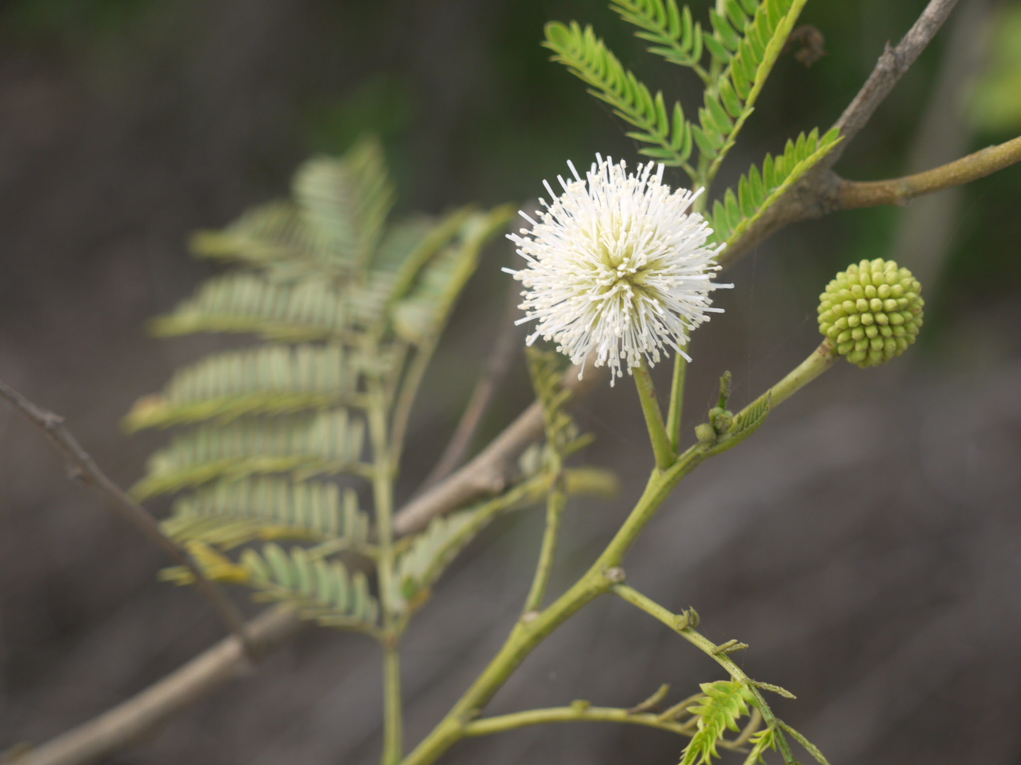 Leucaena leucocephala (Lam.) de Wit