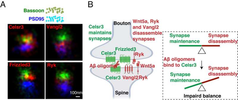 UC San Diego researchers discover key mechanisms behind synapse degeneration in Alzheimer’s brain