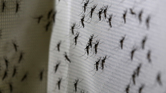 Em meio à Covid, parte do litoral paulista vive epidemia de dengue