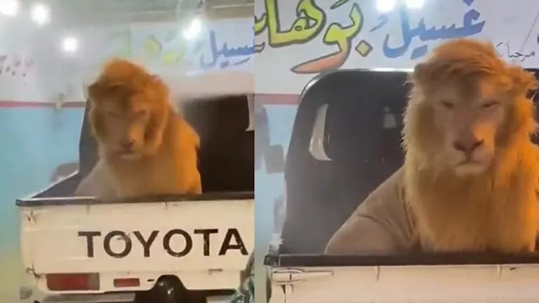 الحياة الفطرية تفجر مفاجأة بشأن فيديو غسل أسد داخل مغسلة سيارات