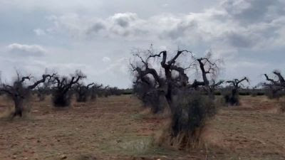 Olivos devastados en Apuglia,Italia