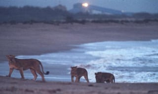 Why are India’s lions increasingly swapping the jungle for the beach?
