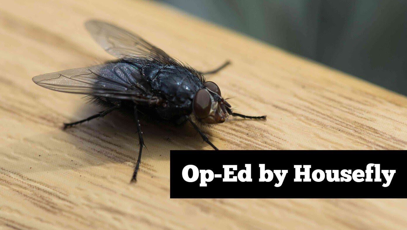 This House Is Mine Now - Op-Ed By Housefly That Just Came In At The Same Time As You