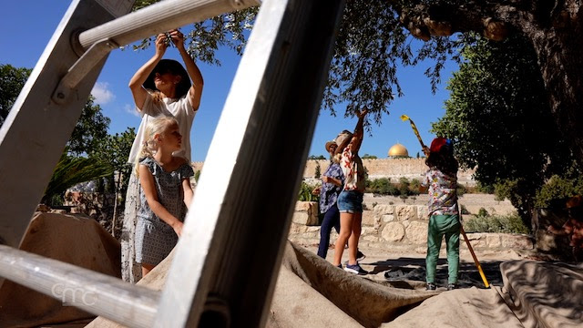 Recogida de la oliva en Getsemaní