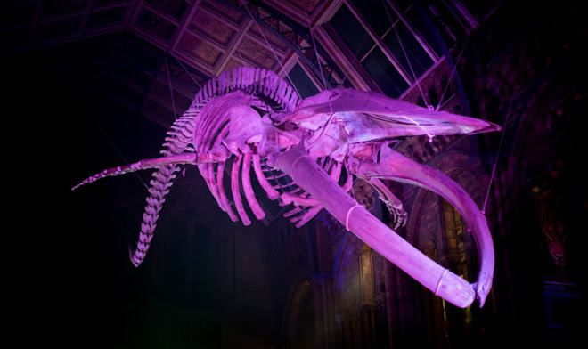 Hope our blue whale lit up in purple in a dark Hintze Hall