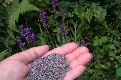 Growing, Preserving And Mixing Your Own Herbs And Spices Lavender-400x266