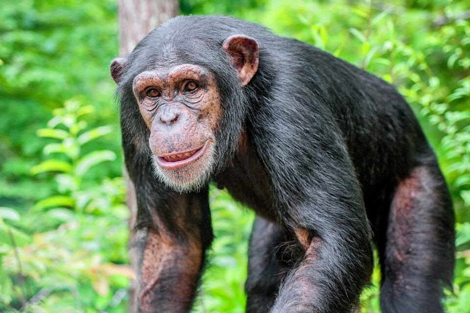 Although our DNA is highly similar to that of the chimpanzee and other higher apes, a previously overlooked part of our DNA - the so-called non-coded DNA - may explain why our brains work in fact so differently.
