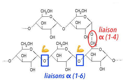 la molécule de triglycéride