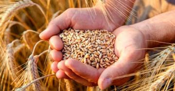 Consejo Internacional de Cereales prevé menor producción de maíz y trigo en temporada 2022/2023
