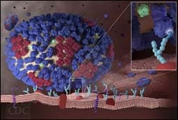 The figure above is a 3-dimensional image showing what happens after influenza viruses enter the human body, attaching to cells within the nasal passages and throat (i.e., the respiratory tract).