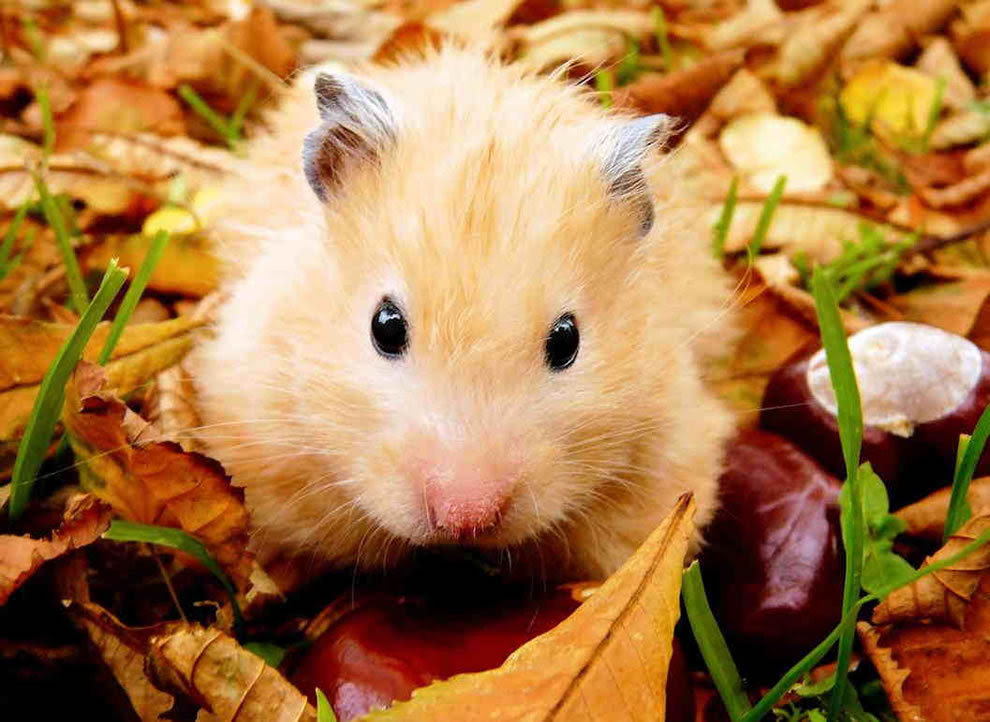 Fall hamster