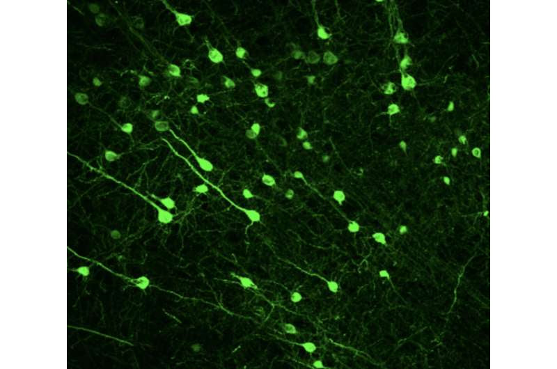 A neural substrate that may modulate sex differences in motivation