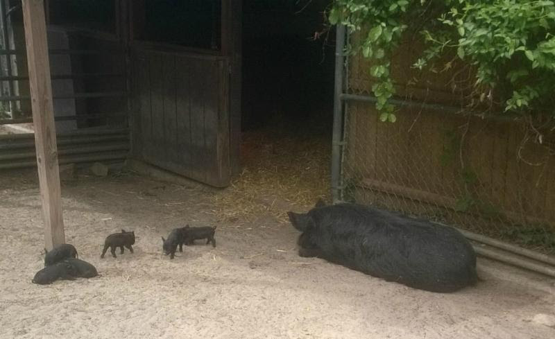 Guinea hog mother and piglets