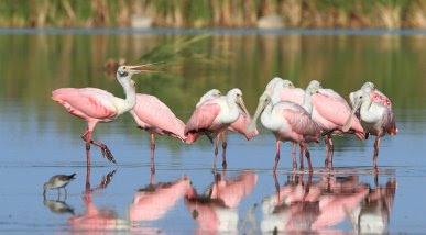 Displaying