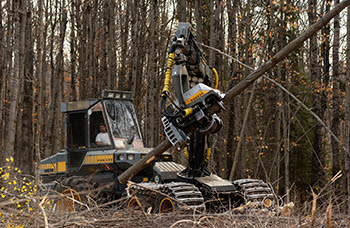 Man operating heavy equipment to harvest tree