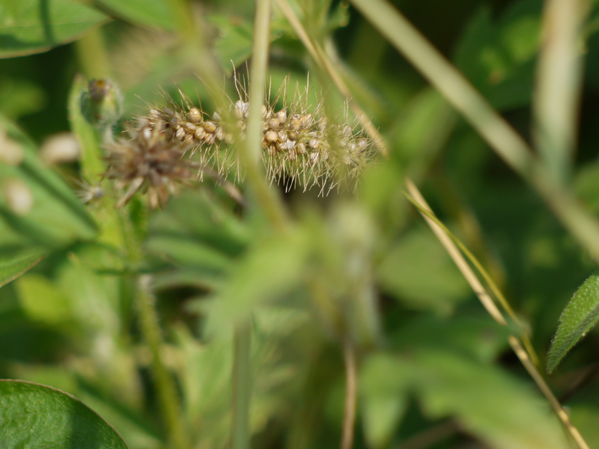 Setaria sp. ... FOR ID