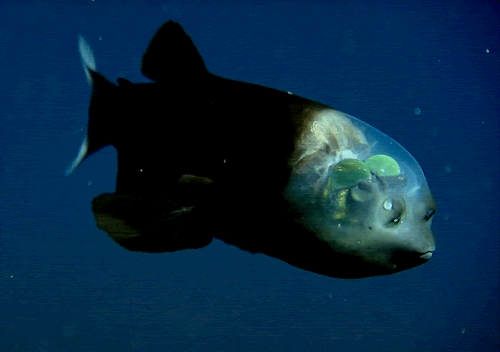 http://baomai.blogspot.com/