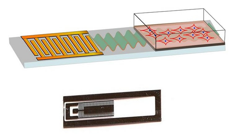 Ondas sonoras ativam células-tronco para regenerar ossos