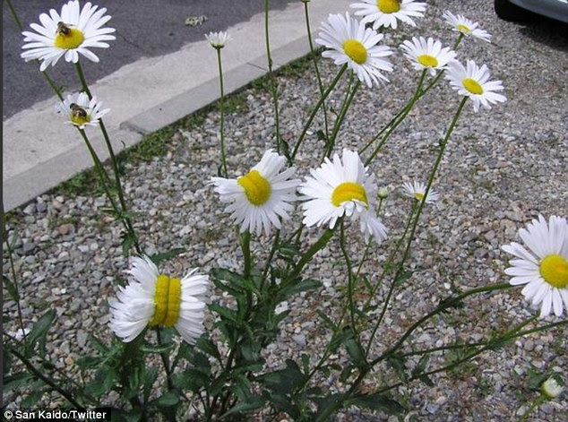Fukushima Nuclear Reactor Has Sunk By 29 Irregular Inches How Far Has Radiation Spread? Land Of Mutant Daisies! (Video)