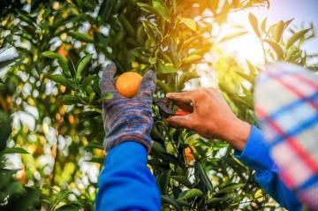 Chile: gremios frutícolas y compañías potencian planes para enfrentar la escasez de mano de obra