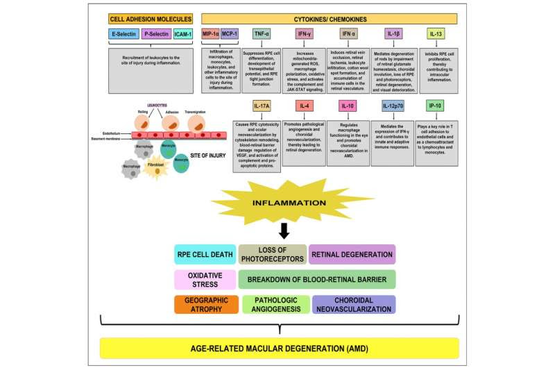 Aging-US | A novel discovery in age-related macular degeneration (AMD)