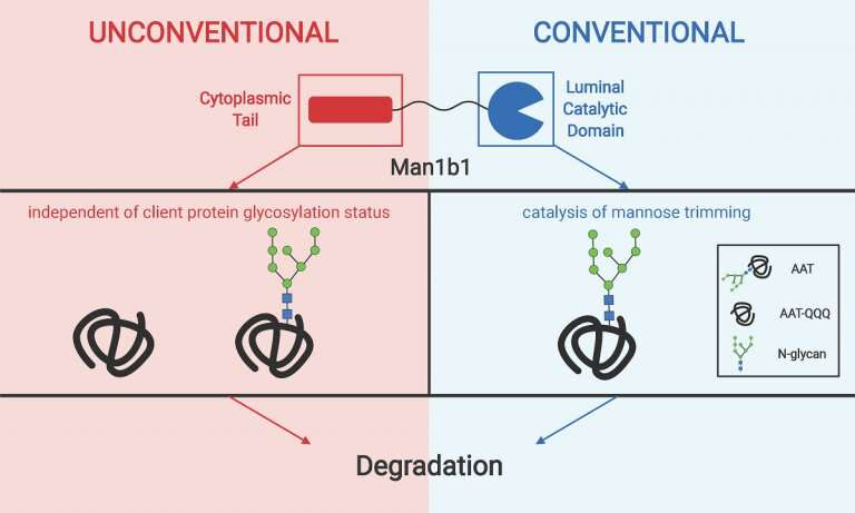 The road to uncovering a novel mechanism for disposing of misfolded proteins