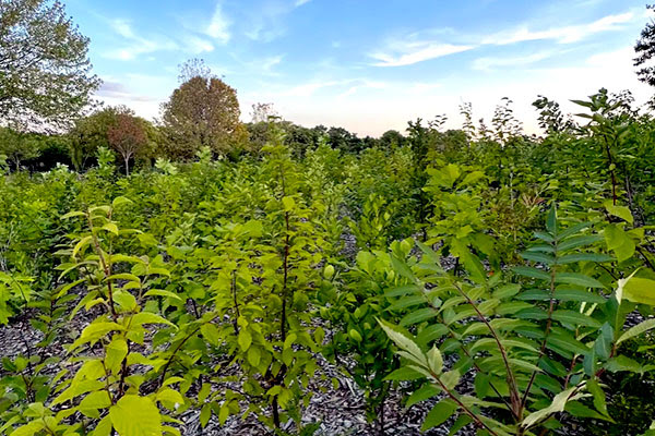 A tight grouping of small green saplings that form a ''mini-forest'' reach toward a blue sky, with a few larger trees nearby.