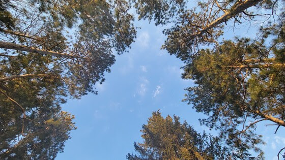 Looking up at the tops of trees and blue sky.