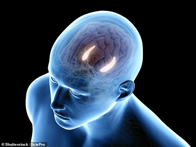 According to a team of researchers from the University of Birmingham, memory recall and formation occurs due to the a specific brainwave, called theta waves. They are produced by the hippocampus (pictured) — which is involved in the regulation of motivation, emotion and memory — and pulsate at three times a second