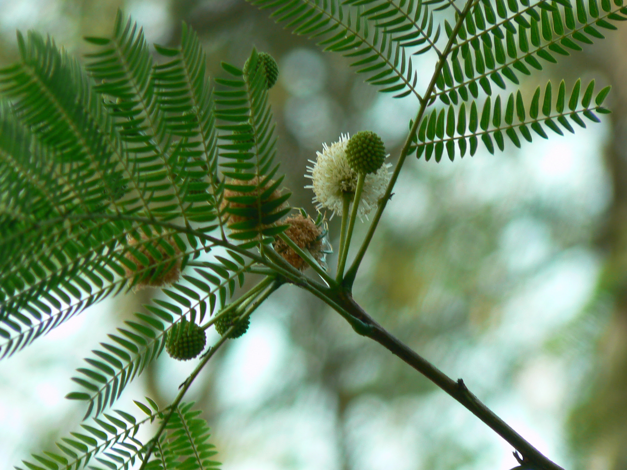 Leucaena leucocephala (Lam.) de Wit