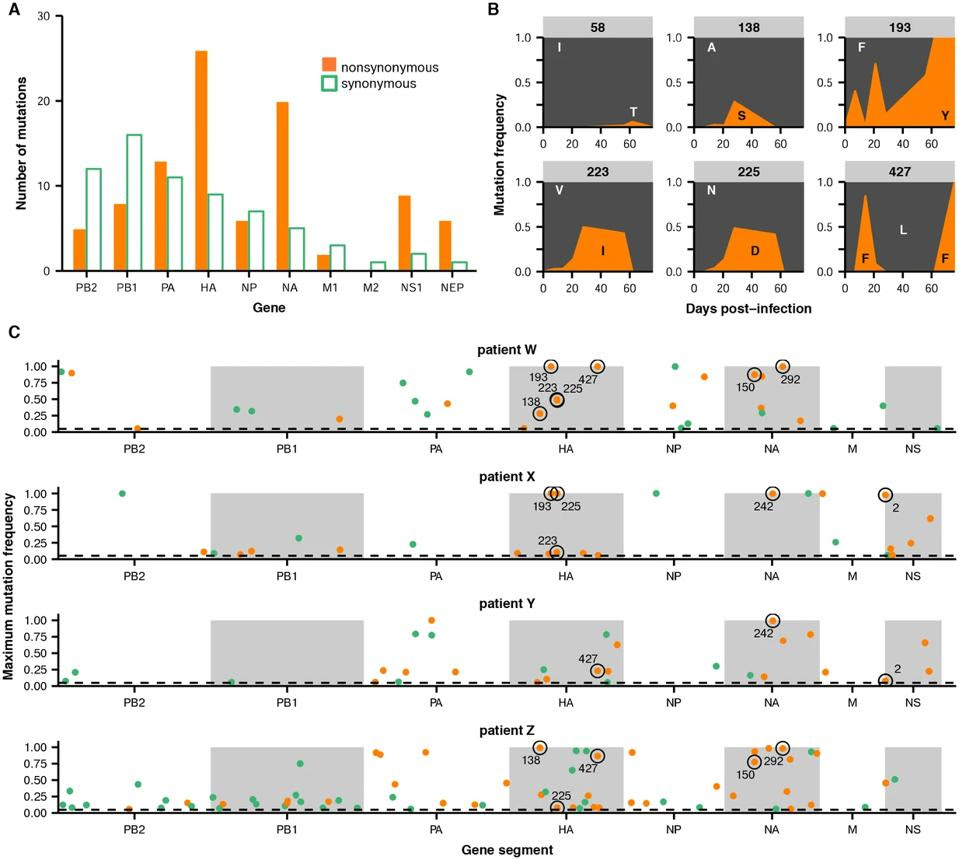 Figure 2. (A) Number of nonsynonymous (orange) and synonymous (green) variants in each influenza gene. (B) Frequencies over time for all HA mutations in patient W. Each subplot represents a site in HA and is labeled by codon number. Ancestral identities are colored in gray and mutant ones in orange. (C) Maximum frequencies reached by all nonsynonymous (orange) and synonymous (green) mutations in each patient.