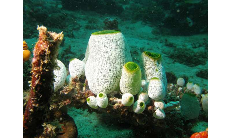 Eating sea squirts may reverse the signs of ageing, study shows