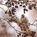 Grote Barmsijs - Mealy Redpoll by Wim Boon Fotografie